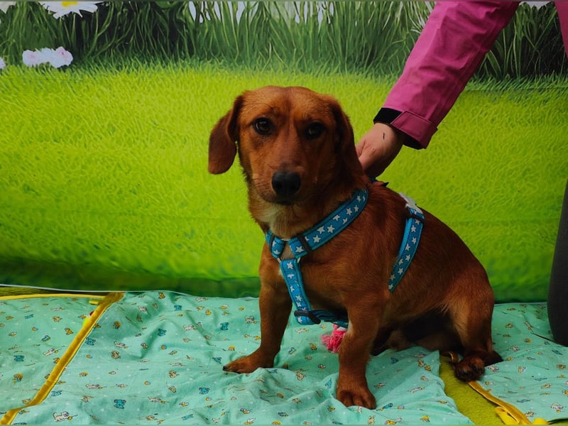 Tekergö, kleiner, feiner Hundemann