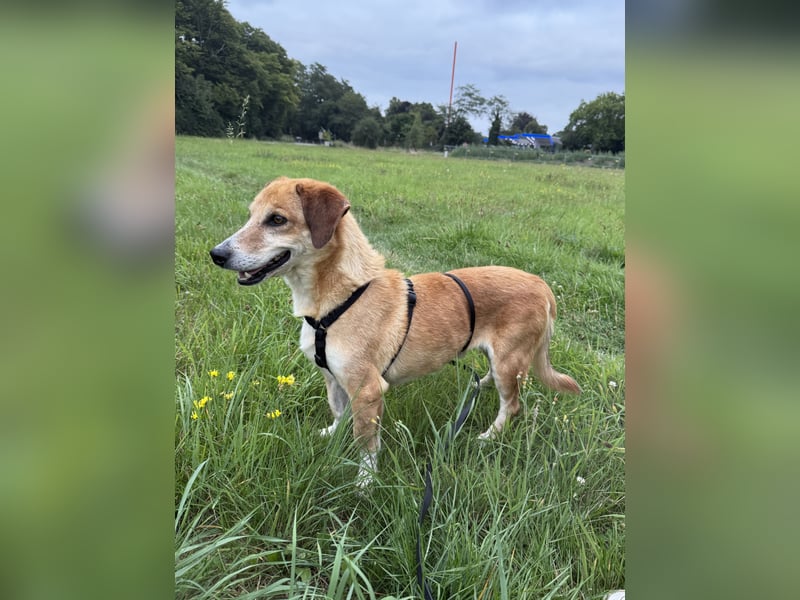 Guszti sucht ein ruhiges Plätzchen