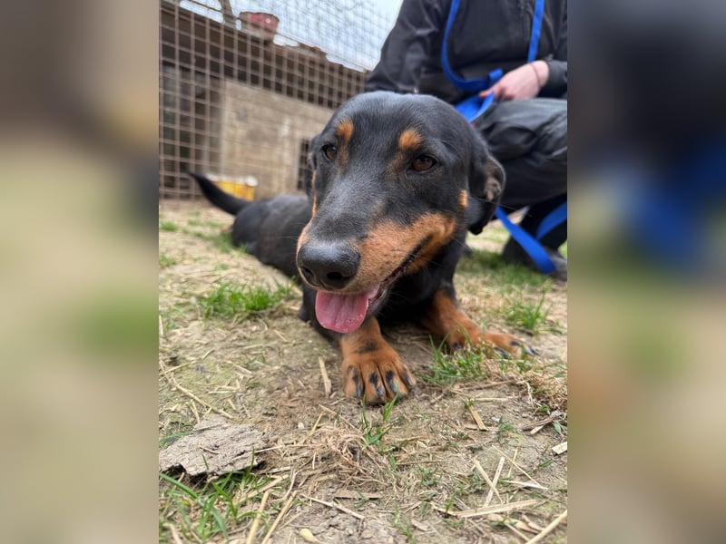 Drazsé wartet auf sein großes Glück