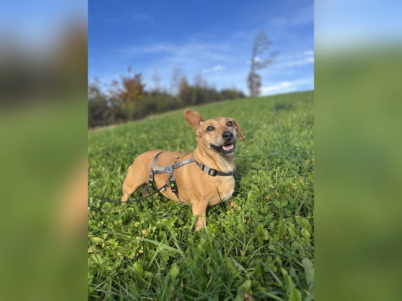 Ginger, fröhliche Hundedame
