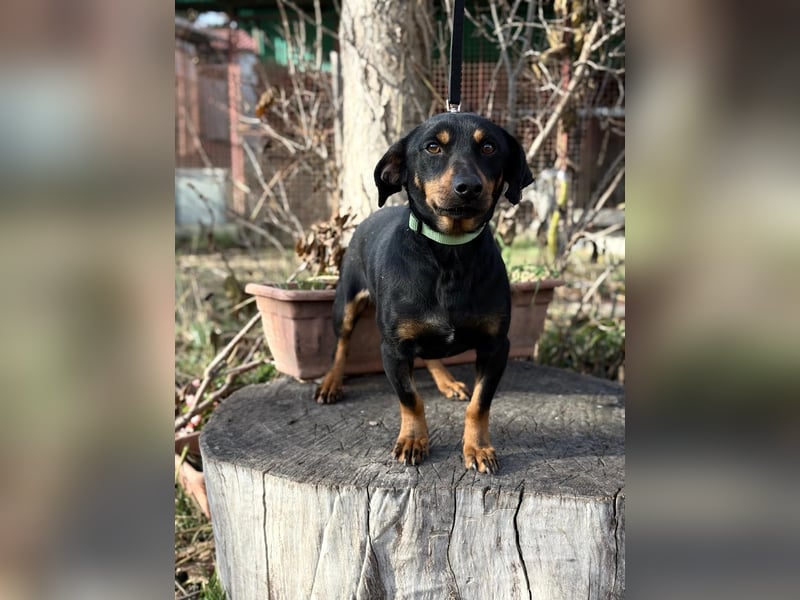 Fortunato - Süßer Dackelmix sucht ein warmes Plätzchen!
