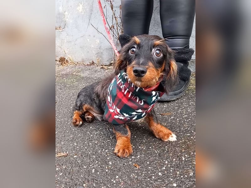 Chip sucht seine Menschen