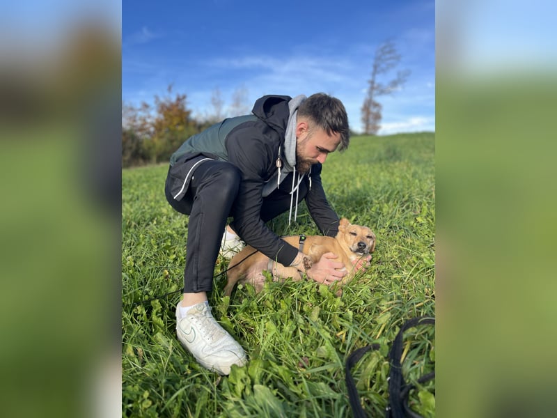 Ginger - Traumhund sucht ihre Familie!