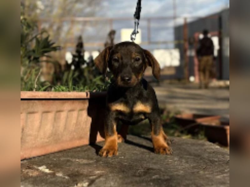 Loik - kleiner süßer Dackelmann