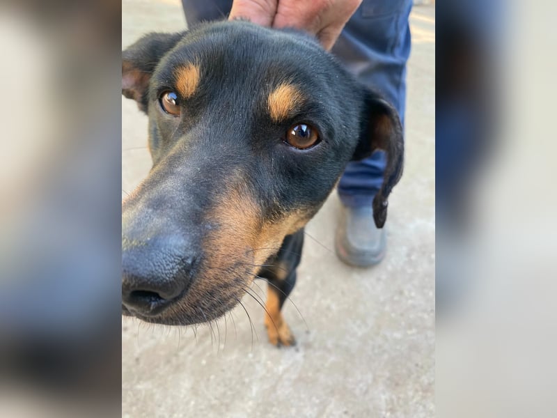 Fortunato - Süßer Dackelmix sucht ein warmes Plätzchen!