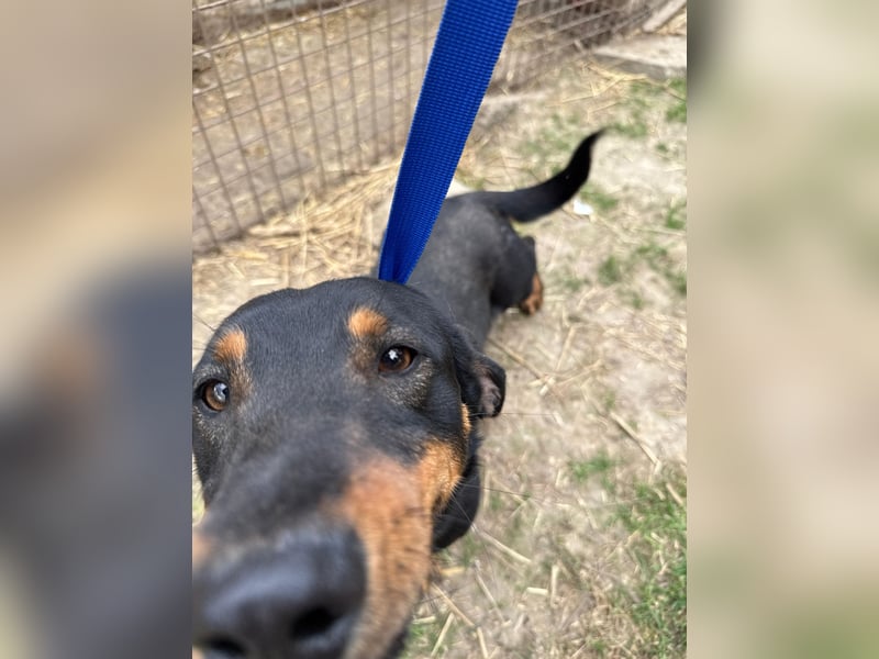 Drazsé wartet auf sein großes Glück