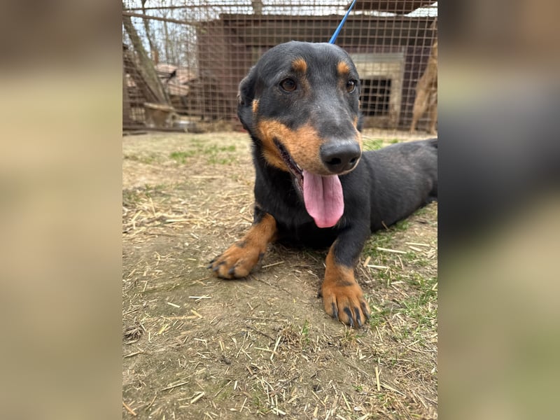 Drazsé wartet auf sein großes Glück