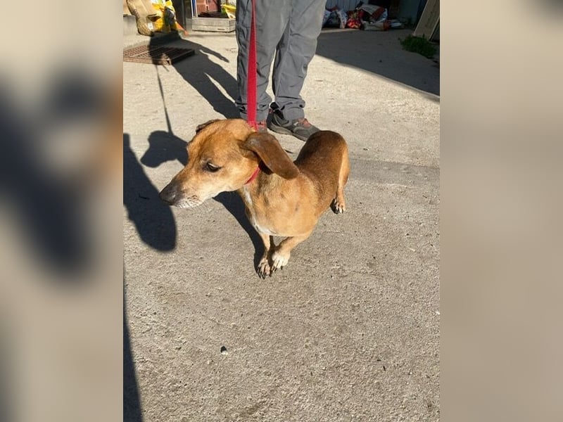 Dumbi , ein kleiner Dackel mit großem Herzen, sucht dich