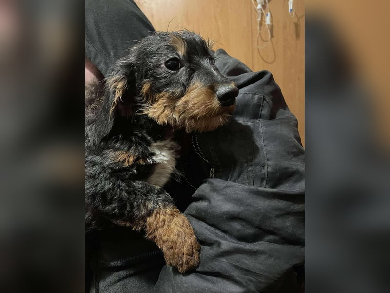 Chip sucht seine Menschen