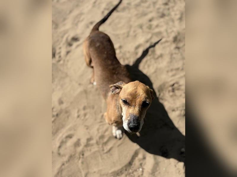 Dumbi , ein kleiner Dackel mit großem Herzen, sucht dich