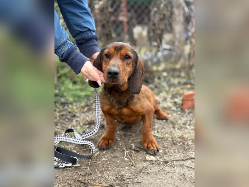 Louis sucht eine Familie