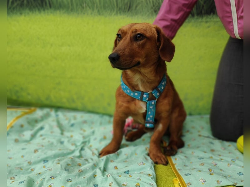 Tekergö, kleiner, feiner Hundemann