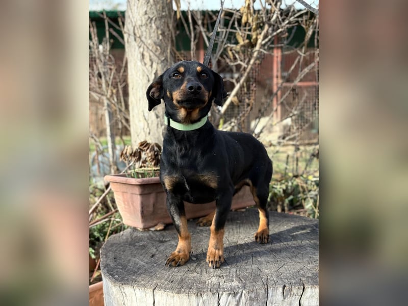 Fortunato - Süßer Dackelmix sucht ein warmes Plätzchen!