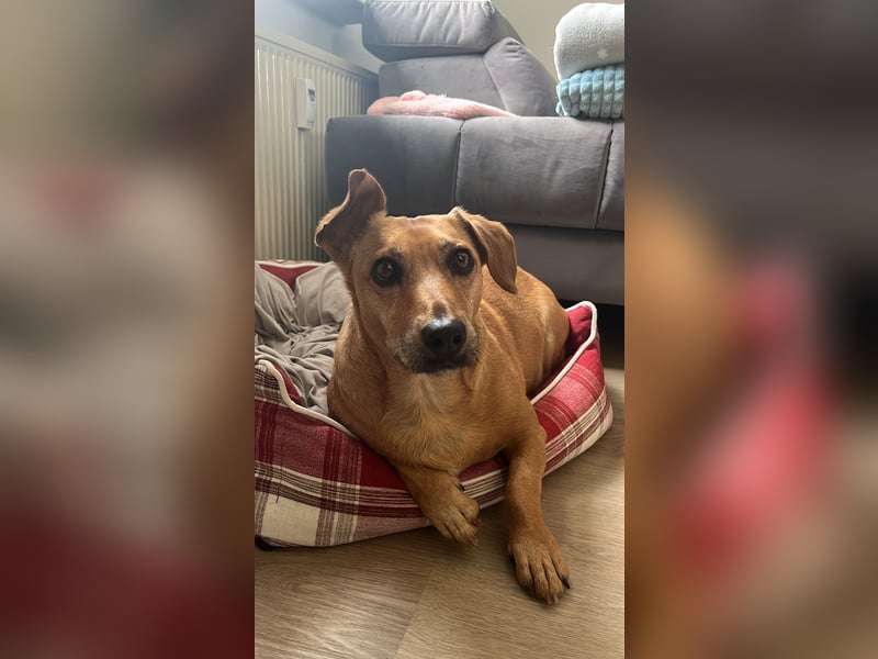 Ginger - Möchte so gerne ihr Zuhause finden!