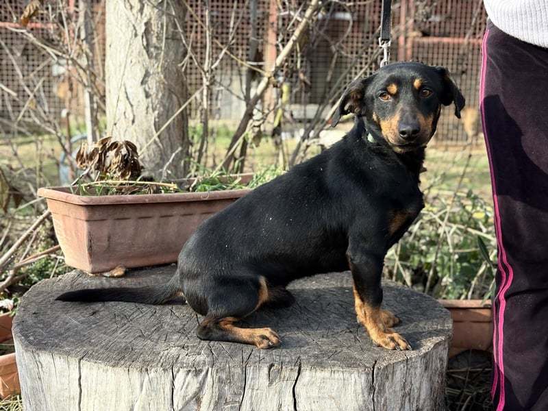 Fortunato - Süßer Dackelmix sucht ein warmes Plätzchen!