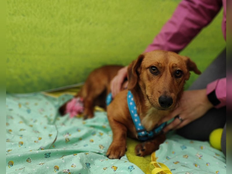 Tekergö, kleiner, feiner Hundemann