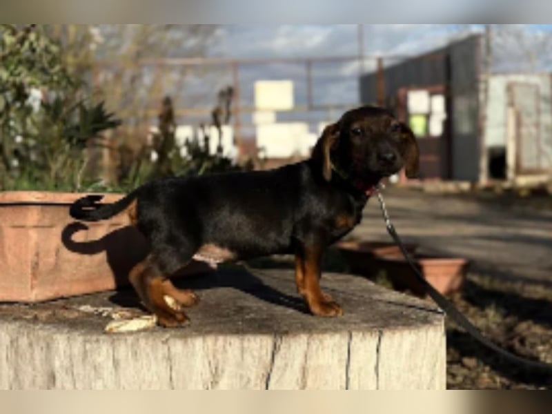 Loik - kleiner süßer Dackelmann