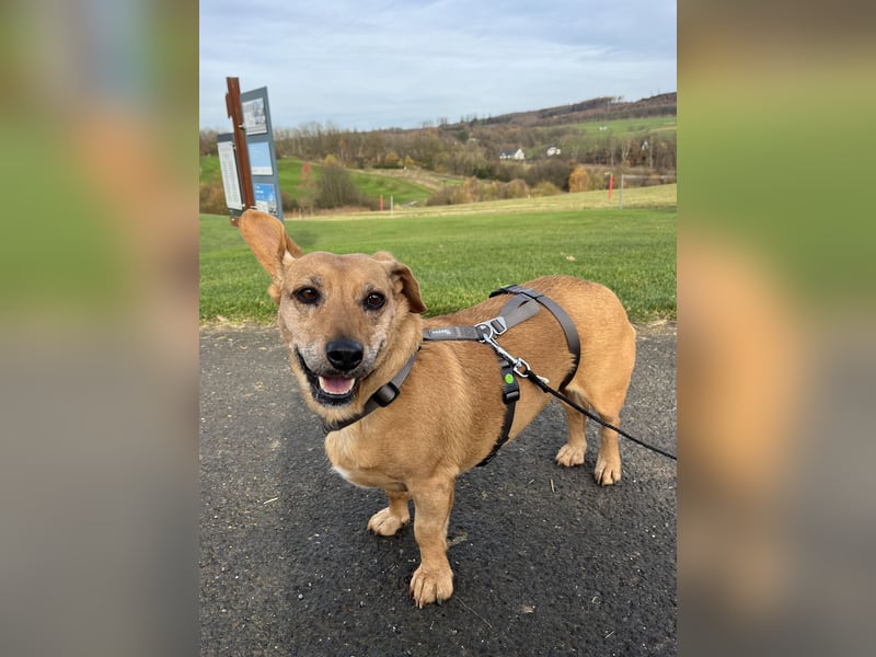 Ginger - Traumhund sucht ihre Familie!