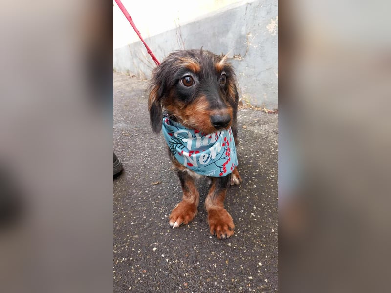 Dale sucht seine Familie