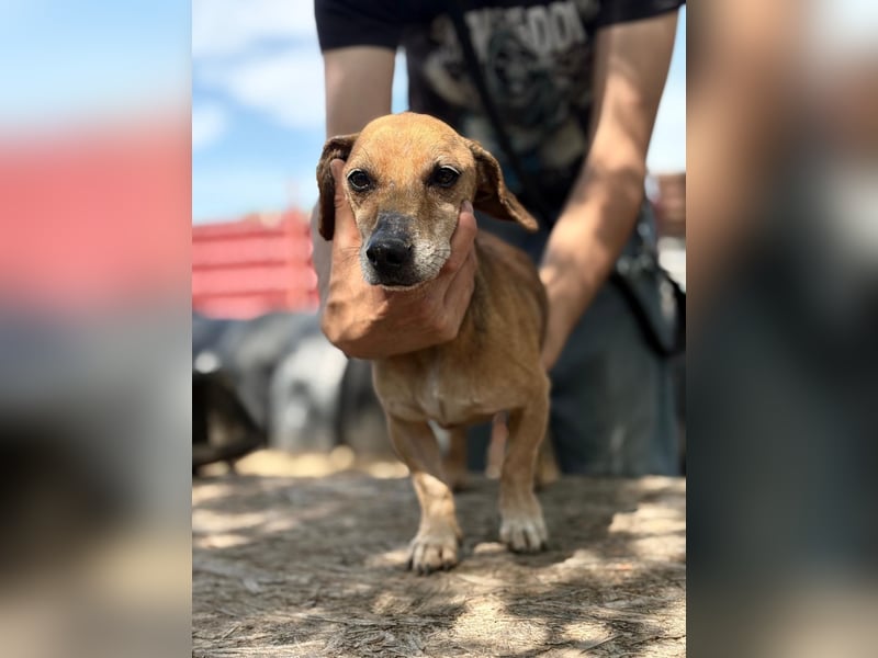 Dumbi , ein kleiner Dackel mit großem Herzen, sucht dich