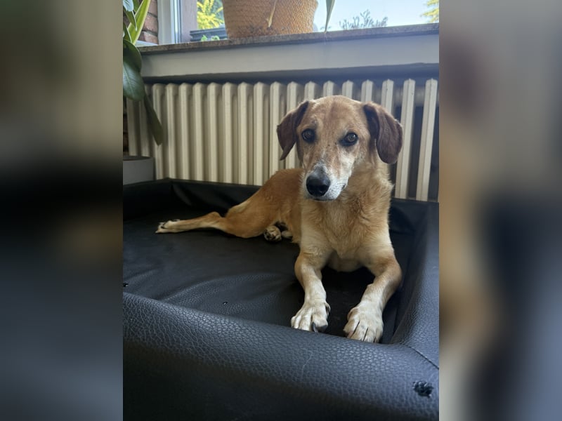 Guszti sucht ein ruhiges Plätzchen