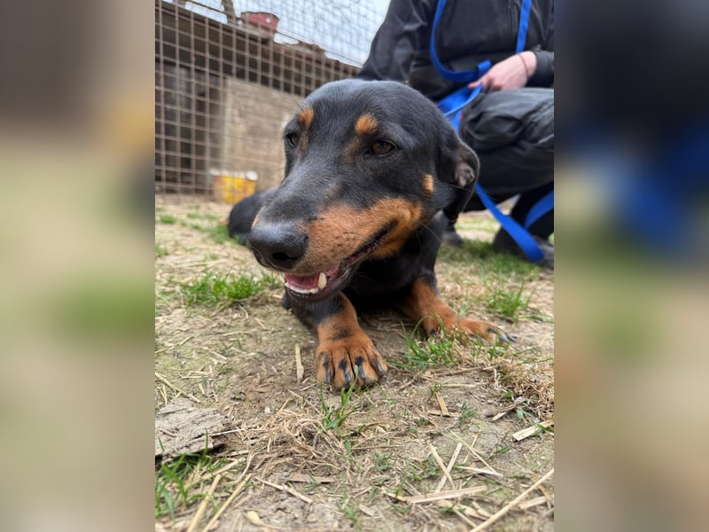 Drazsé wartet auf sein großes Glück