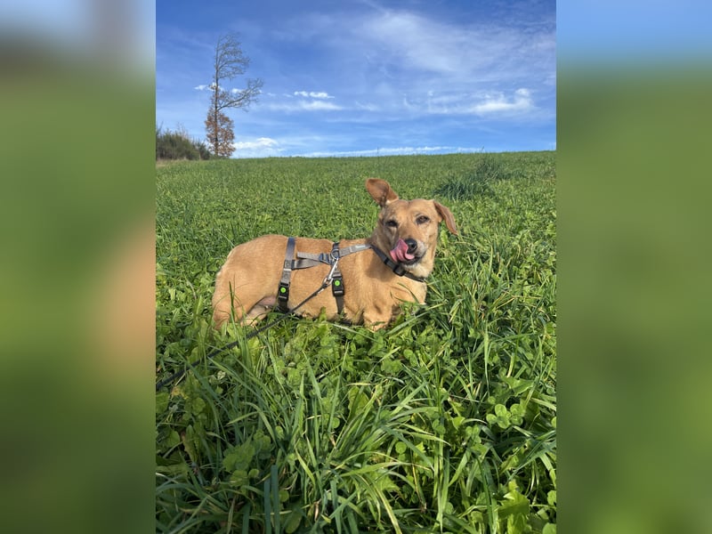 Ginger, fröhliche Hundedame