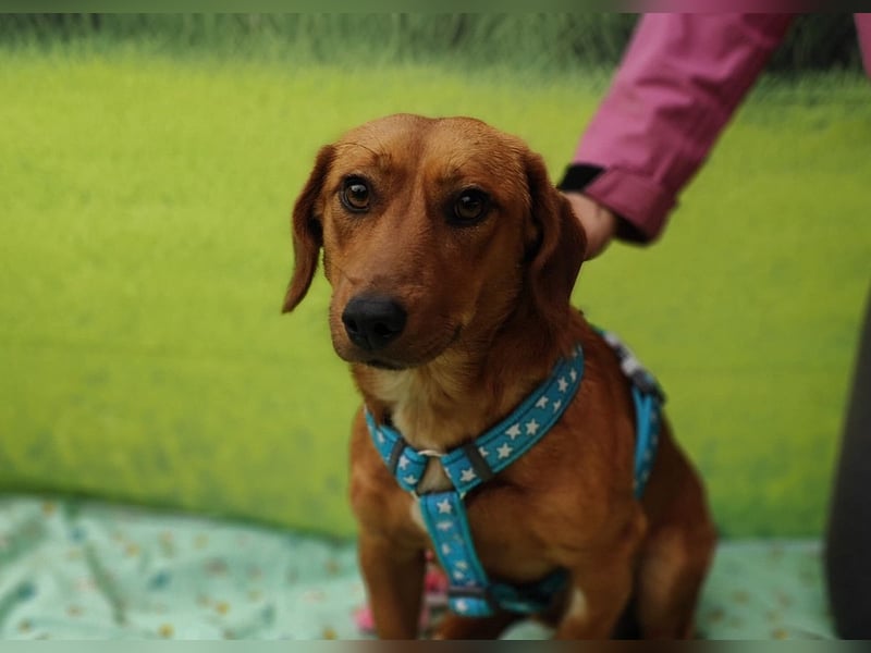 Tekergö, kleiner, feiner Hundemann