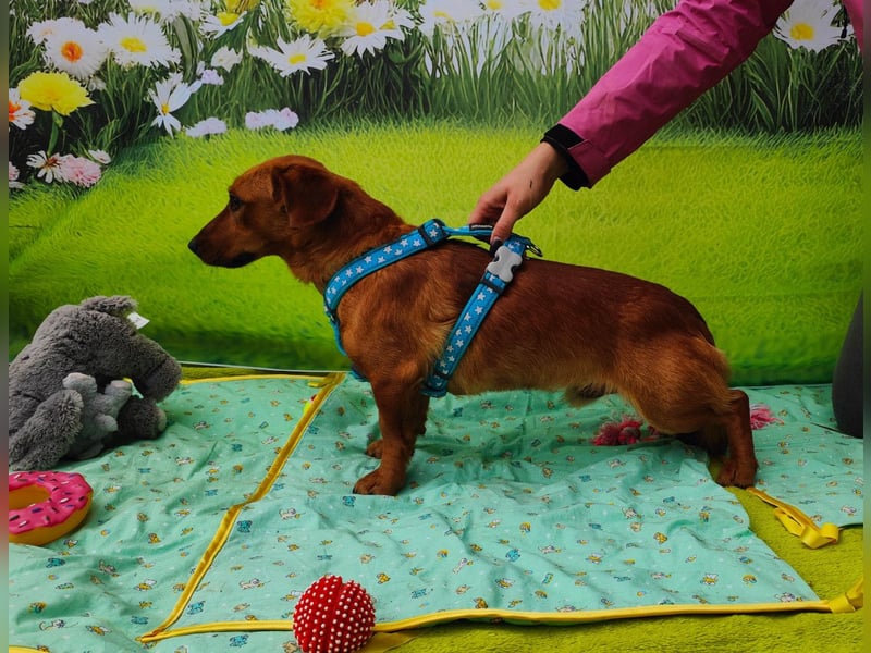 Tekergö, kleiner, feiner Hundemann