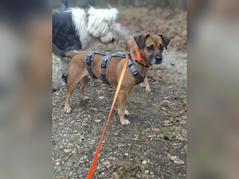 RAYA ❤️ Dackel Mix Herzchen, Pflegefamilie Kranenburg