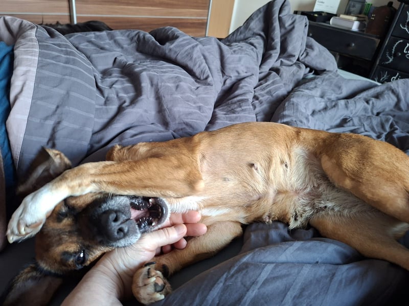 RAYA ❤️ Dackel Mix Herzchen, Pflegefamilie Kranenburg