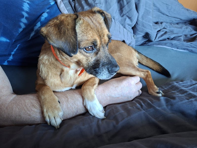 RAYA ❤️ Dackel Mix Herzchen, Pflegefamilie Kranenburg