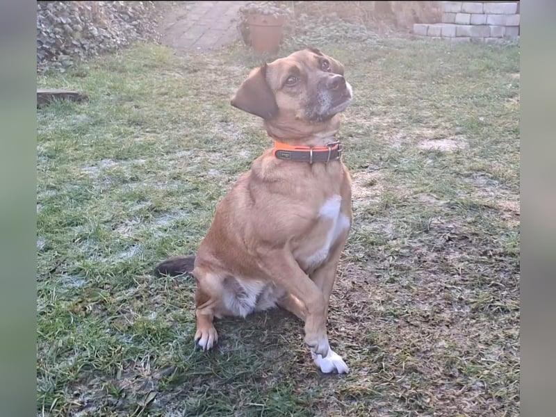 RAYA ❤️ Dackel Mix Herzchen, Pflegefamilie Kranenburg