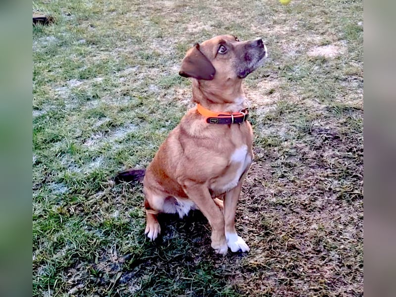 RAYA ❤️ Dackel Mix Herzchen, Pflegefamilie Kranenburg