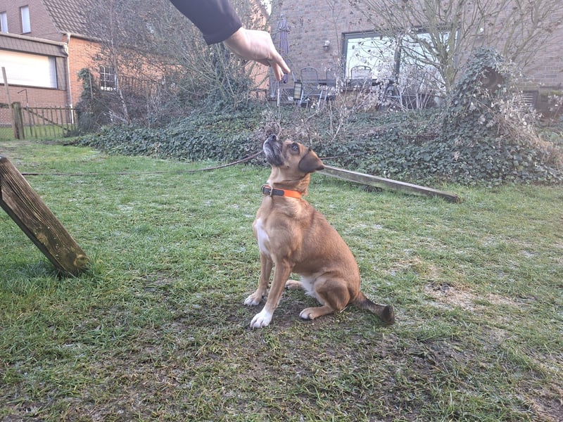 RAYA ❤️ Dackel Mix Herzchen, Pflegefamilie Kranenburg