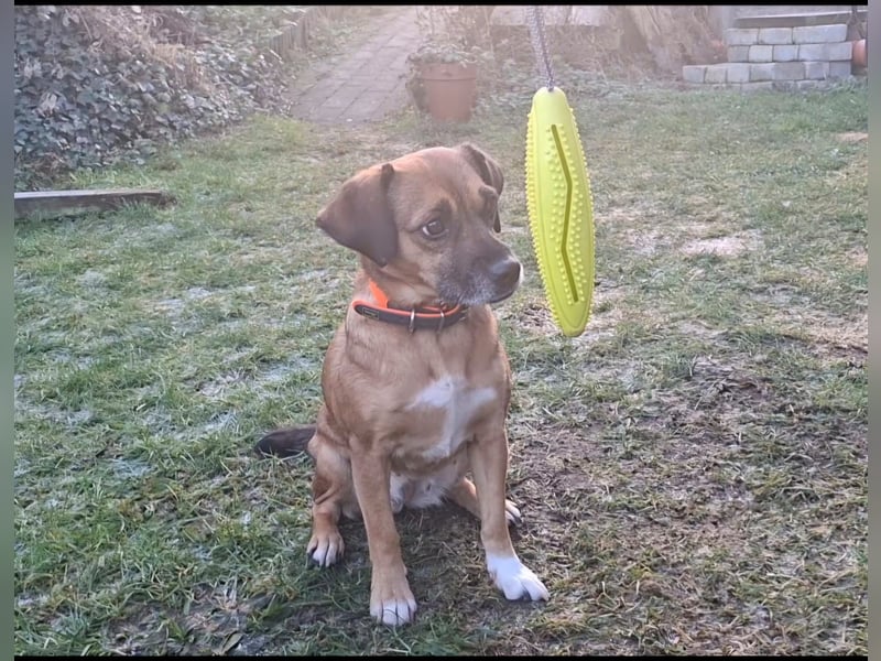 RAYA ❤️ Dackel Mix Herzchen, Pflegefamilie Kranenburg