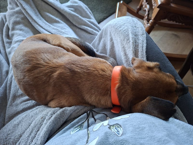 RAYA ❤️ Dackel Mix Herzchen, Pflegefamilie Kranenburg