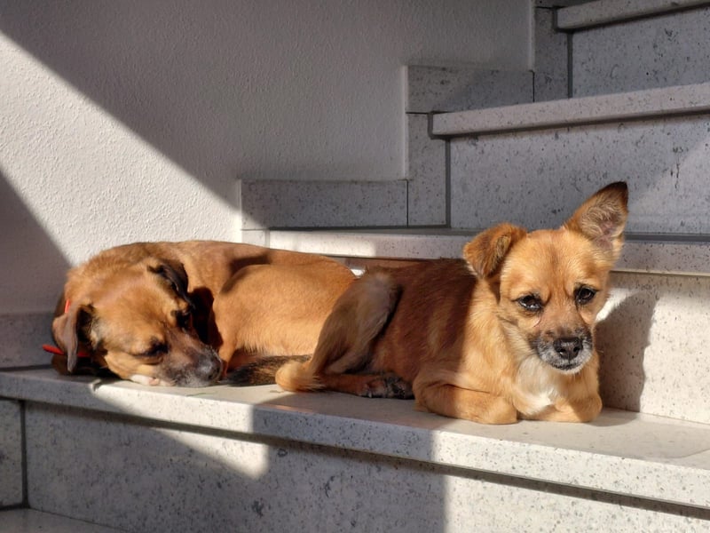 RAYA ❤️ Dackel Mix Herzchen, Pflegefamilie Kranenburg