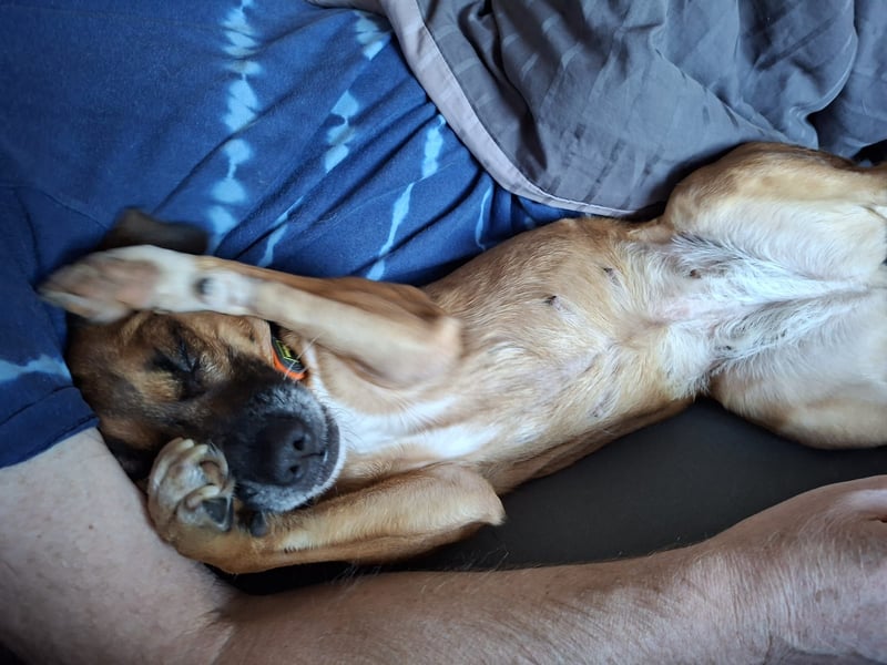 RAYA ❤️ Dackel Mix Herzchen, Pflegefamilie Kranenburg