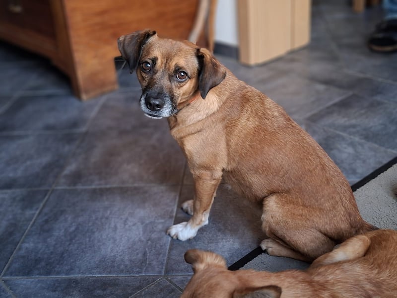 RAYA ❤️ Dackel Mix Herzchen, Pflegefamilie Kranenburg