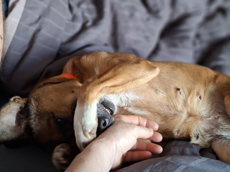 RAYA ❤️ Dackel Mix Herzchen, Pflegefamilie Kranenburg