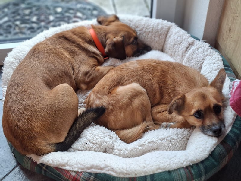 RAYA ❤️ Dackel Mix Herzchen, Pflegefamilie Kranenburg