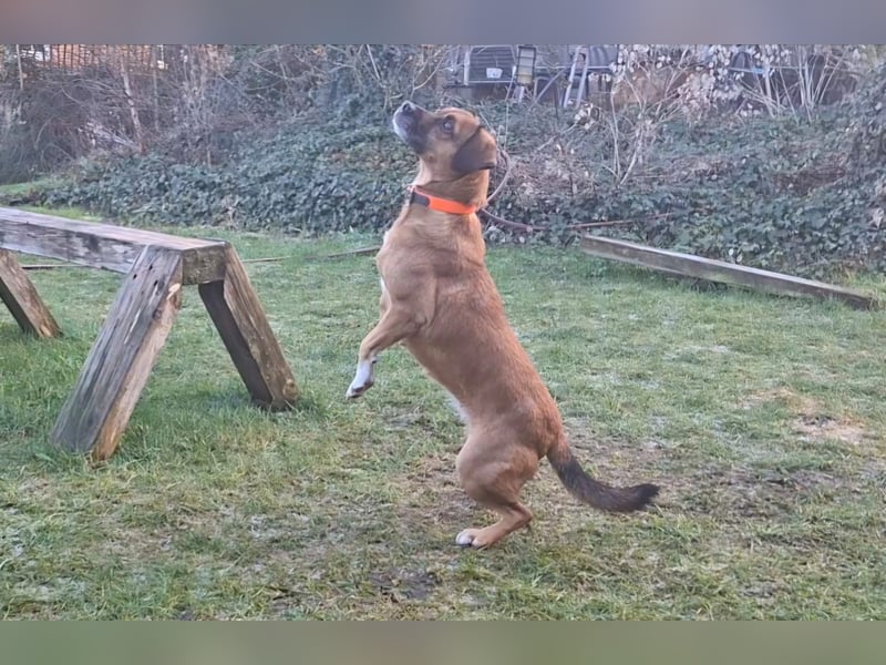 RAYA ❤️ Dackel Mix Herzchen, Pflegefamilie Kranenburg