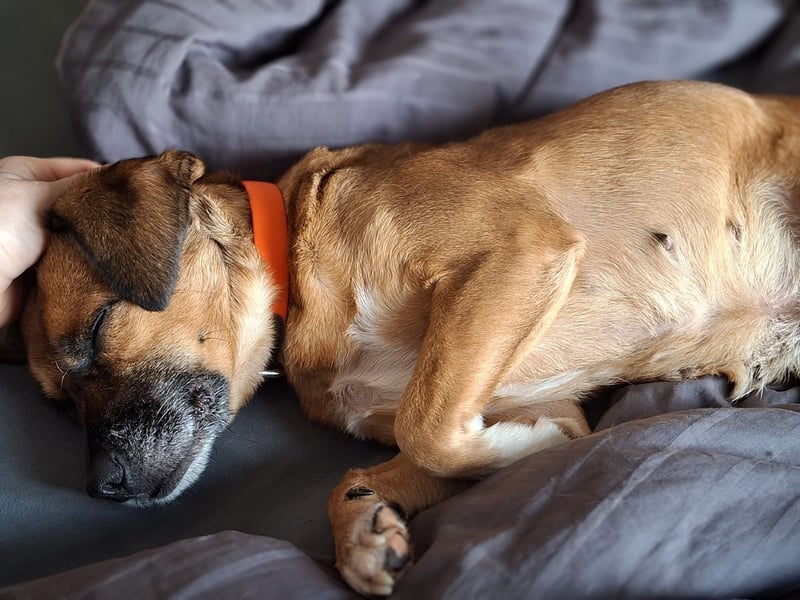 RAYA ❤️ Dackel Mix Herzchen, Pflegefamilie Kranenburg