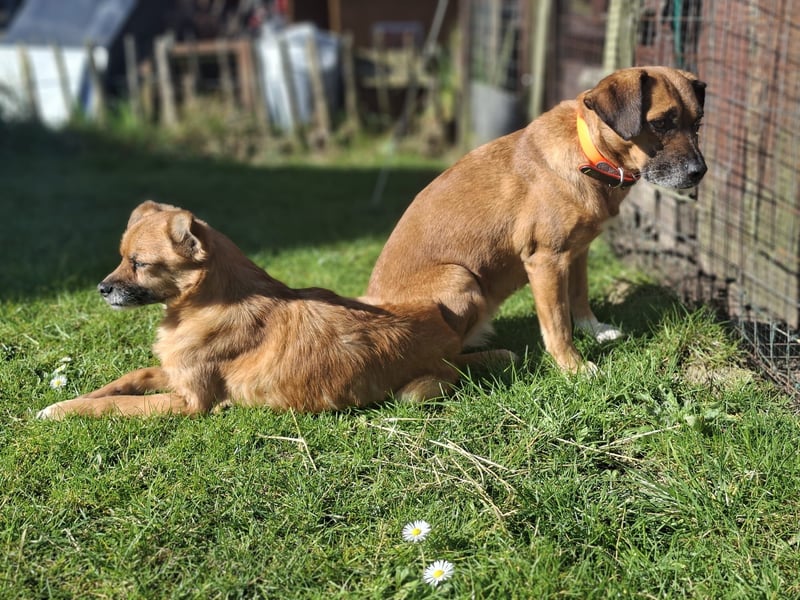 RAYA ❤️ Dackel Mix Herzchen, Pflegefamilie Kranenburg