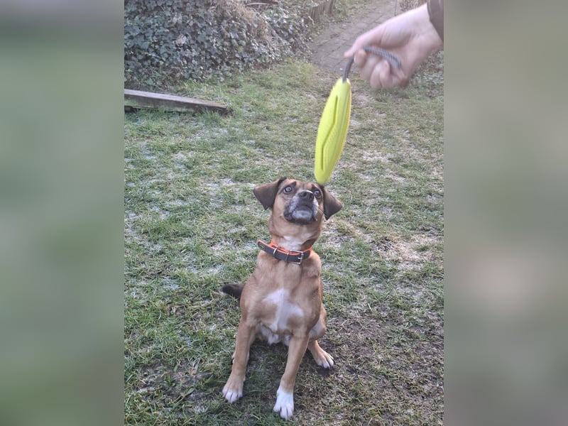 RAYA ❤️ Dackel Mix Herzchen, Pflegefamilie Kranenburg