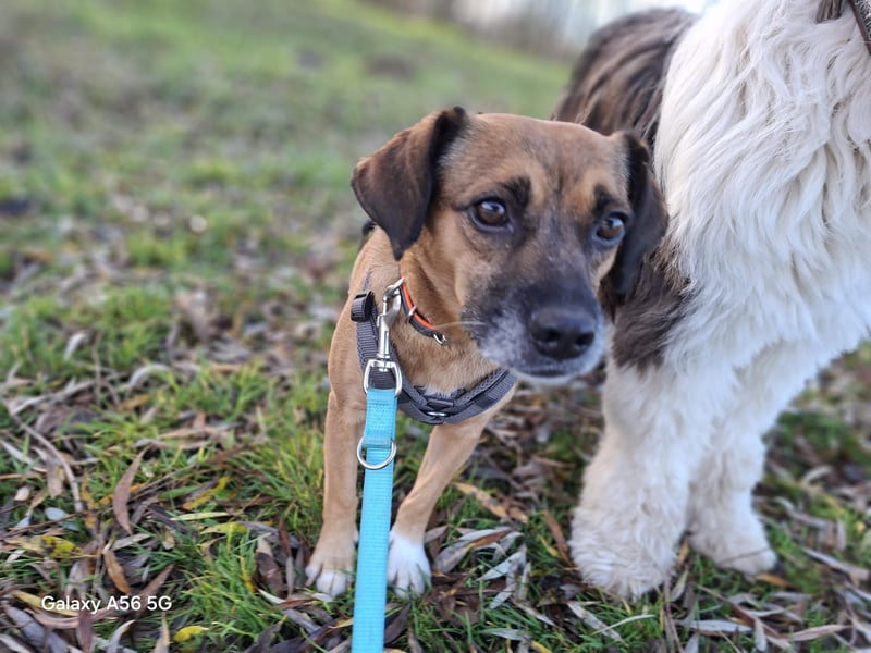 RAYA ❤️ Dackel Mix Herzchen, Pflegefamilie Kranenburg