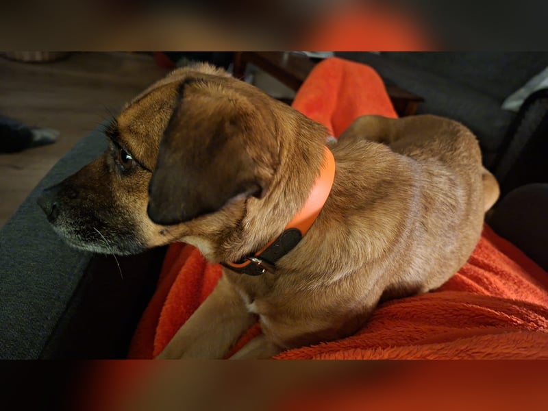 RAYA ❤️ Dackel Mix Herzchen, Pflegefamilie Kranenburg