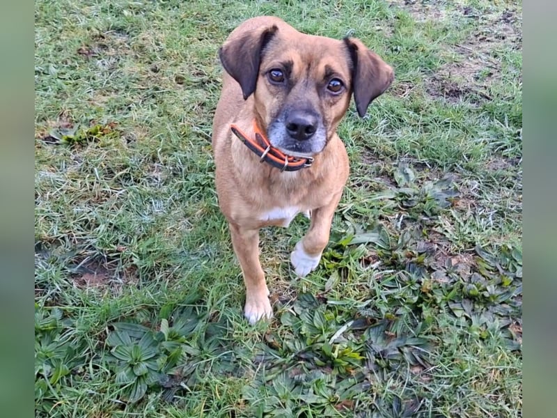 RAYA ❤️ Dackel Mix Herzchen, Pflegefamilie Kranenburg