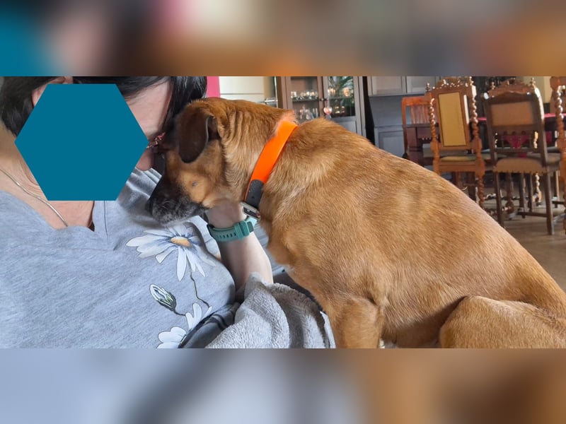 RAYA ❤️ Dackel Mix Herzchen, Pflegefamilie Kranenburg